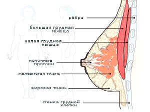 Из чего состоит грудь и каковы факторы её роста