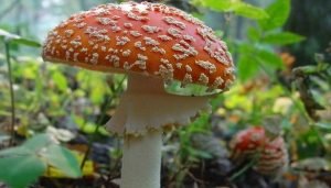 Настойка из красного мухомора