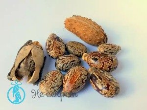 Из чего получают касторовое масло