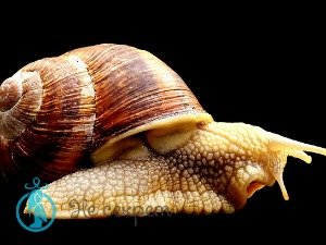 Эффективность маски с экстрактом улитки
